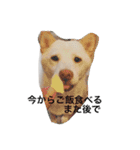 白柴犬おゆき（個別スタンプ：15）