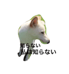 白柴犬おゆき（個別スタンプ：16）