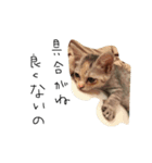 ねこねこ24（個別スタンプ：1）