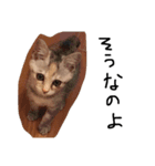 ねこねこ24（個別スタンプ：3）