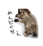 ねこねこ24（個別スタンプ：5）