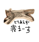 ねこねこ24（個別スタンプ：6）