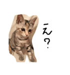 ねこねこ24（個別スタンプ：10）