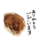 ねこねこ24（個別スタンプ：11）