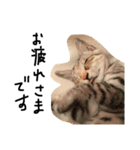 ねこねこ24（個別スタンプ：12）