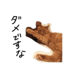 ねこねこ24（個別スタンプ：13）