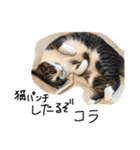 ねこねこ24（個別スタンプ：15）