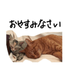 ねこねこ24（個別スタンプ：17）