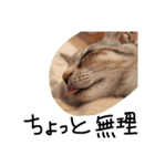 ねこねこ24（個別スタンプ：18）