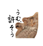 ねこねこ24（個別スタンプ：19）