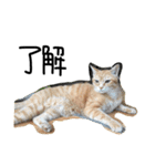 ねこねこ24（個別スタンプ：20）