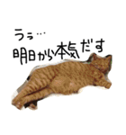 ねこねこ24（個別スタンプ：21）