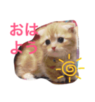 マンチカン 紅丸-akamaru-のスタンプ（個別スタンプ：1）