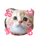 マンチカン 紅丸-akamaru-のスタンプ（個別スタンプ：3）