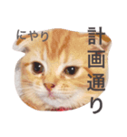 マンチカン 紅丸-akamaru-のスタンプ（個別スタンプ：5）