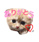 マンチカン 紅丸-akamaru-のスタンプ（個別スタンプ：8）