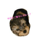 かわいい ヨーキ（個別スタンプ：2）