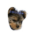 かわいい ヨーキ（個別スタンプ：3）