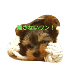 かわいい ヨーキ（個別スタンプ：6）