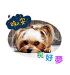 DU-DU（個別スタンプ：1）