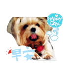 DU-DU（個別スタンプ：2）