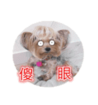 DU-DU（個別スタンプ：5）