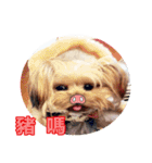 DU-DU（個別スタンプ：6）