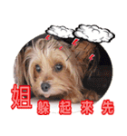 DU-DU（個別スタンプ：9）