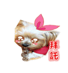 DU-DU（個別スタンプ：10）
