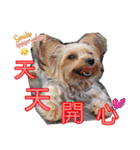 DU-DU（個別スタンプ：11）