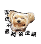DU-DU（個別スタンプ：16）