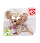 DU-DU（個別スタンプ：19）