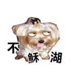 DU-DU（個別スタンプ：21）