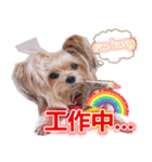 DU-DU（個別スタンプ：24）