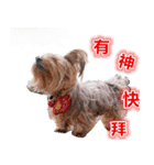 DU-DU（個別スタンプ：25）