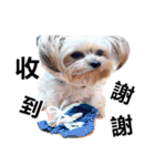 DU-DU（個別スタンプ：27）