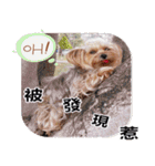 DU-DU（個別スタンプ：29）