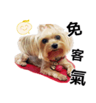 DU-DU（個別スタンプ：30）