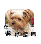 DU-DU（個別スタンプ：32）