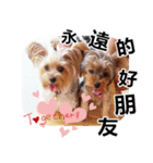 DU-DU（個別スタンプ：33）