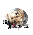 DU-DU（個別スタンプ：35）