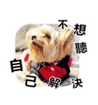 DU-DU（個別スタンプ：36）