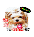 DU-DU（個別スタンプ：38）