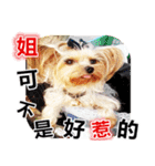 DU-DU（個別スタンプ：40）