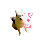 世界で一番かわいい（個別スタンプ：1）