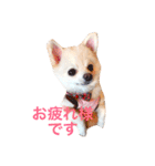 白ポメラニアン  まりあ（個別スタンプ：4）