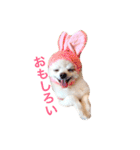 白ポメラニアン  まりあ（個別スタンプ：9）
