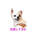 白ポメラニアン  まりあ（個別スタンプ：34）