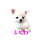 白ポメラニアン  まりあ（個別スタンプ：36）