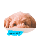 愛犬モカの気持ち（個別スタンプ：1）